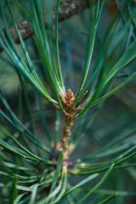 Pinus sylvestris 'Pyramidalis glauca' - borovice lesní - pupen